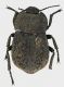 Asida_sp_SanVittorino_23-IV-2011_14,2mm_grey.jpg