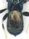addomerid.jpg