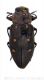 Chrysobothris affinis_fwtmk.jpg