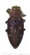 Chrysobothris affinis_mwtmk.jpg