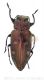 Chrysobothris affinis_wtmk.jpg