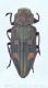 Chrysobothris chrysostigmawtmk.jpg