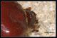 ridP9668.jpg