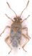 Liorhyssus_hyalinus.jpg