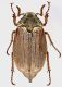 Melolontha_pectoralis_m_g.jpg