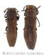 Agrilus solieriwtmk.jpg