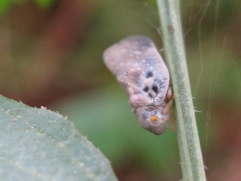 8 - Q-1069 - F041.60 - Madonnina - 16 AGO 2010 270.jpg