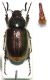 Elaphrocera.JPG