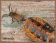 Drilus flavescens dettaglio copula .jpg