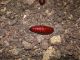 phlohophora meticulosa pupa.JPG