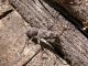 Karaovabeli_9-VII-2008_F04.JPG