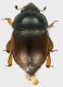 Nitidulidae_Ostia_27_IV-2011_3,4mm_g.jpg