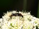 Stenurella_Maccarese_8-V-2011_b.jpg