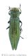 Agrilus suvorovi1wtmk.jpg