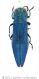 Agrilus viridis nocivuswtmk.jpg