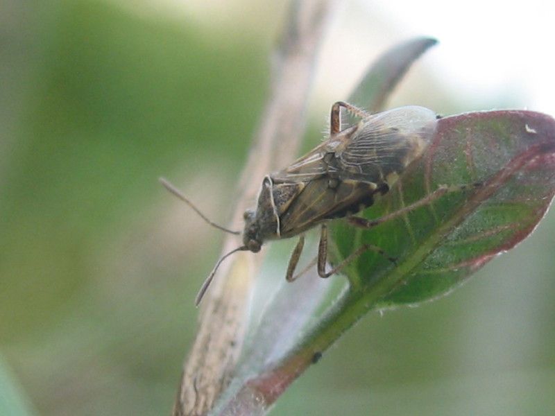 4 - Q-Z000 - F027.01 - Berbenno andata e ritorno. 2-10 OTT 2007 105.jpg