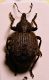 Curculio 01.jpg