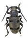 Herophila_f.jpg