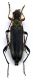 Grammoptera_ruficornis.jpg