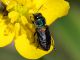 Anthaxia_scutellaris_Maccarese_8-V-2011_OL018.JPG
