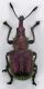 curculio_m.jpg