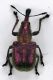 Curculio_f.jpg