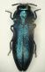 Meliboeus 5mm Zola.JPG