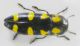 Ptosima undecimmaculata (Herbst 1784) - Buprestidae r.jpg