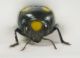 Ptosima undecimmaculata (Herbst 1784) - Buprestidae 2 r.jpg