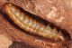 Elateridae-larva02_small.JPG
