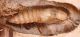 Elateridae-pupa_small.JPG