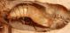 Elateridae-pupa01_small.JPG