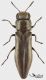 Agrilus_small.JPG