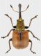 Rhynchitidae-sp.jpg