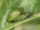 Cassidinae_Maccarese_8-V-2011_OL041.JPG