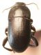 IMG_6238 teneb.jpg