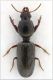 Dyschiriodes fleischeri.jpg