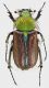 Pygopleurus-anemoninus.jpg