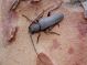 arhopalus 2 e.JPG