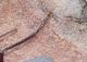 arhopalus tarso.JPG
