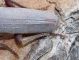 arhopalus tarsi.JPG