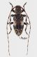 Leiopus_small.JPG