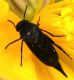 IMG_6540 bup forum.jpg