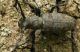 IMG_6363 Morimus.jpg