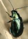 IMG_6723 Chryso.jpg