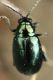 IMG_6730 Chryso.jpg