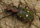 IMG_6524 cicindela.jpg