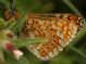 IMG_6535 Nymphalidae.jpg