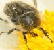 IMG_6329 Cetoniidae.jpg