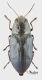 Phaenops cyanea_small.JPG